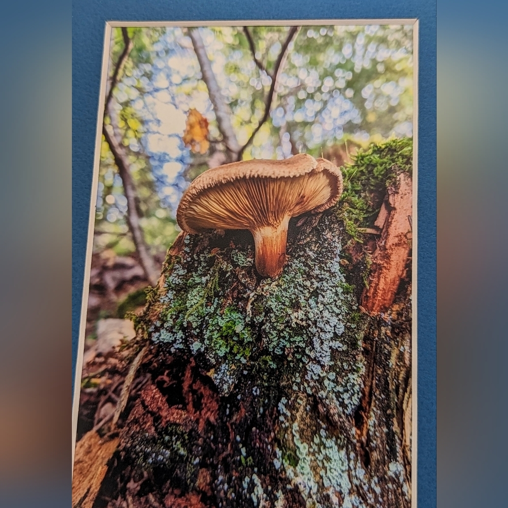 Original Photography Mushroom on log 5x7 Matted Print